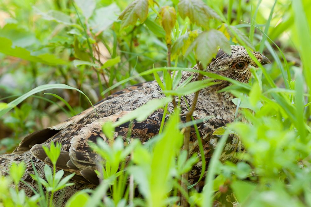 Gélinotte des bois femelle camouflée dans les herbes