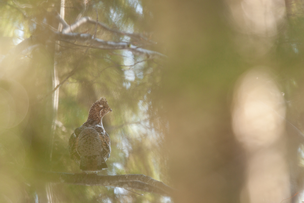 Gélinotte femelle posée dans un arbre