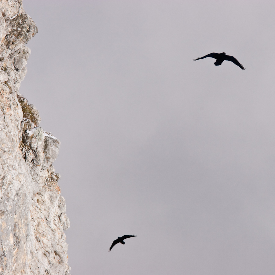 Grand corbeau en vol