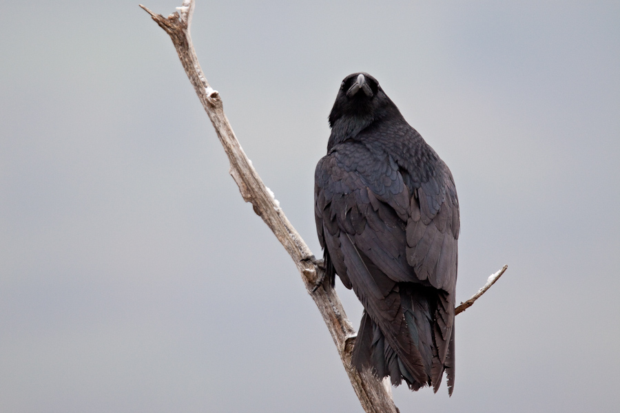 Grand corbeau en hiver