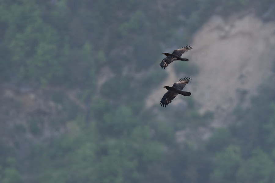 Couple de grand corbeau