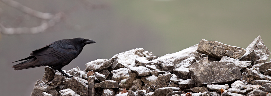 Grand corbeau en hiver dans un pierrier