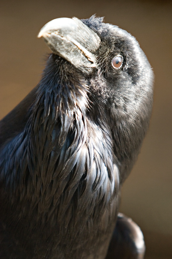 Grand corbeau