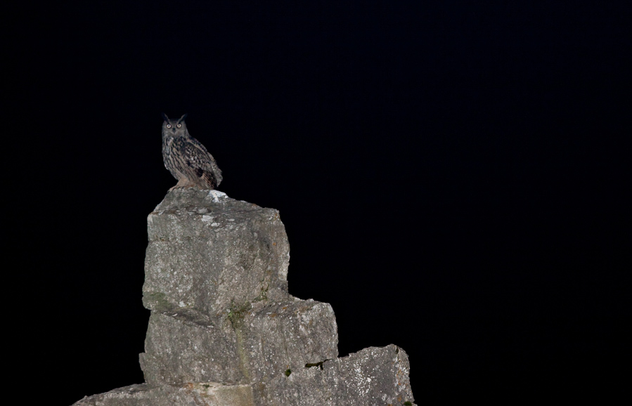 Hibou grand duc sur son reposoir de chant