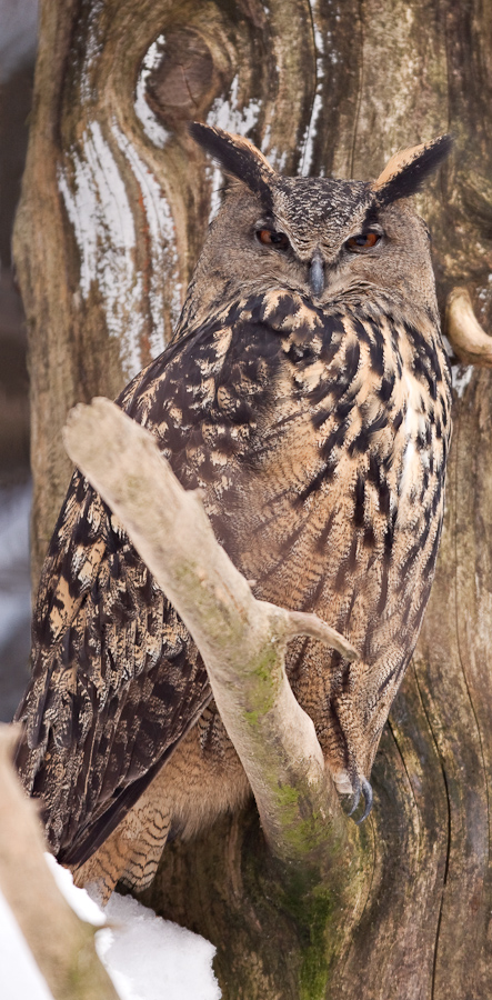 Hibou grand duc d'Europe