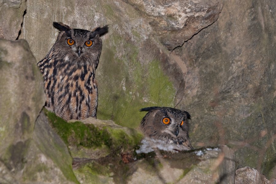 Couple de hibou grand duc d'Europe