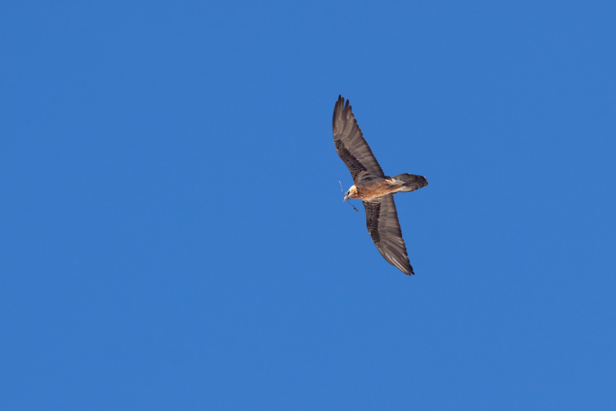 Gypaète barbu en vol transportant une branche