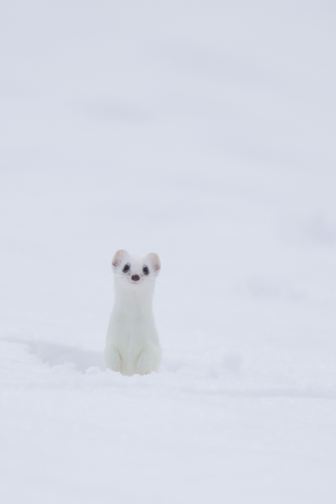 Hermine blanche dans la neige