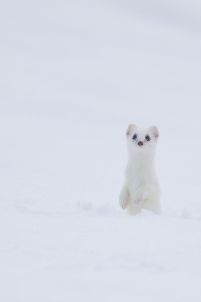 Hermine blanche dans la neige