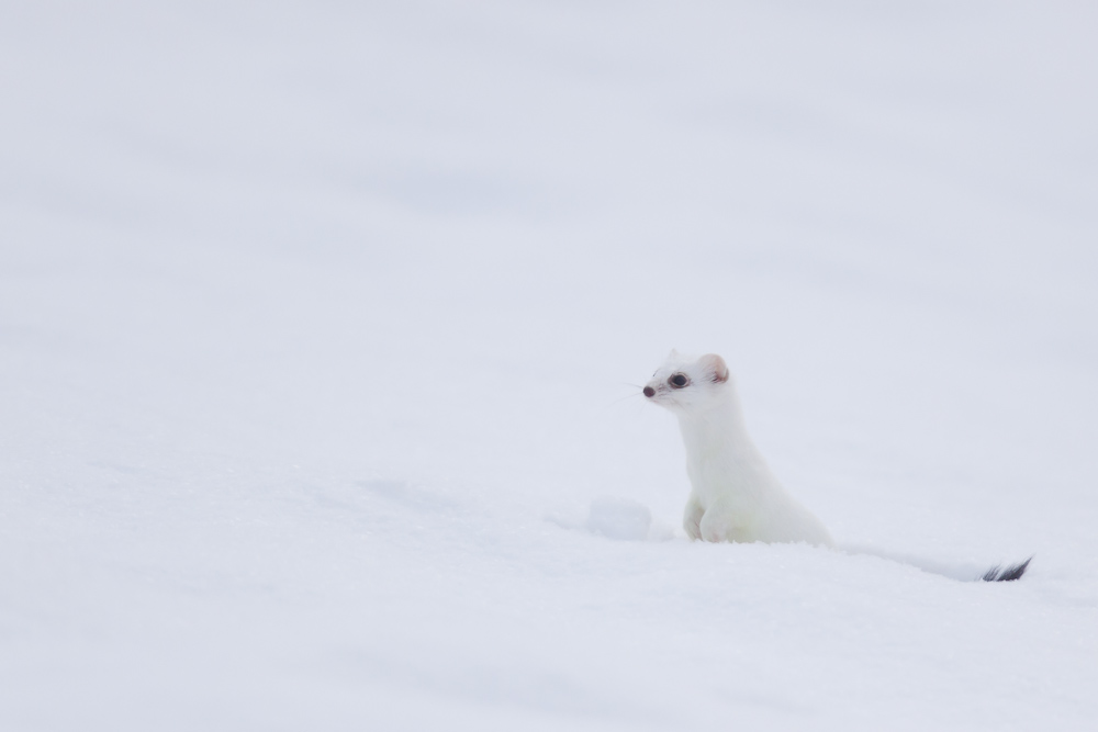 Hermine blanche dans la neige