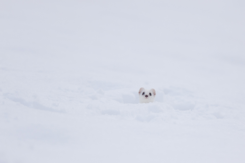 Hermine blanche dans la neige