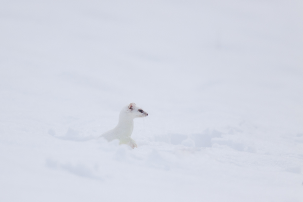 Hermine blanche dans la neige