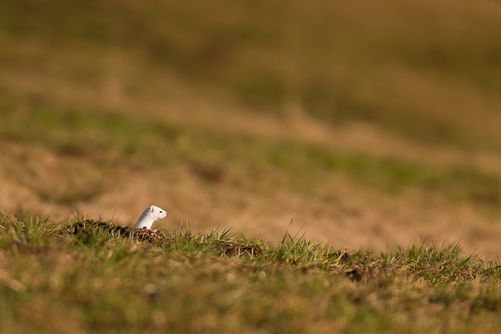 Hermine blanche dans l'herbe