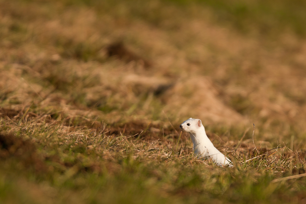 Hermine blanche dans l'herbe