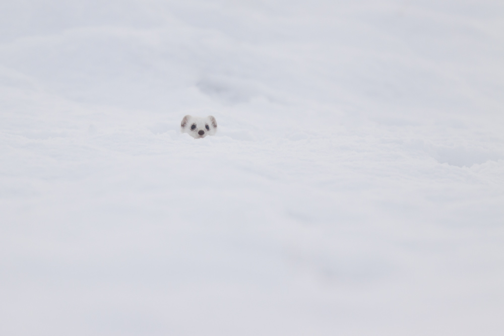 Hermine blanche dans la neige