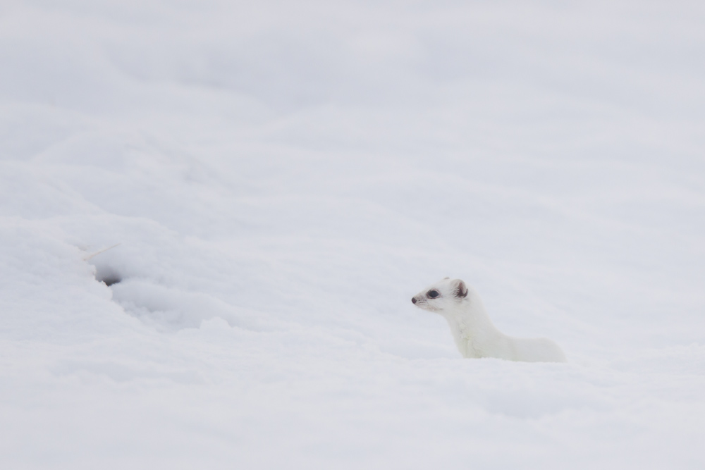 Hermine blanche dans la neige