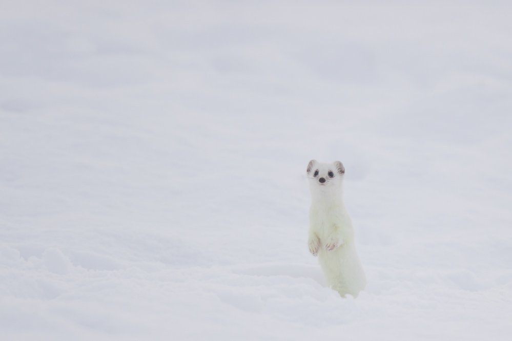 Hermine blanche en chandelle dans la neige