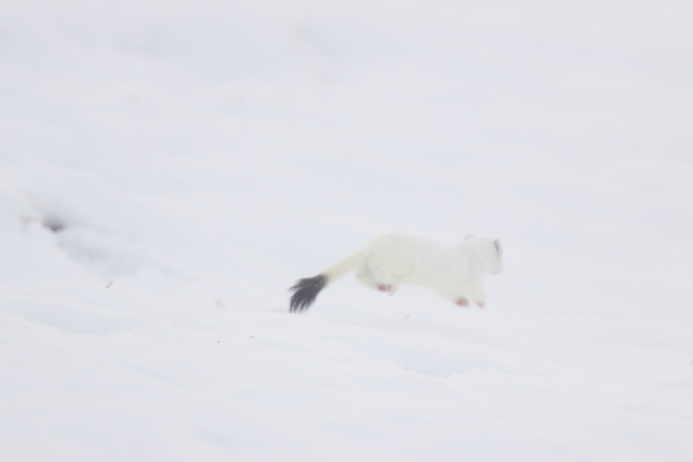 Hermine blanche dans la neige