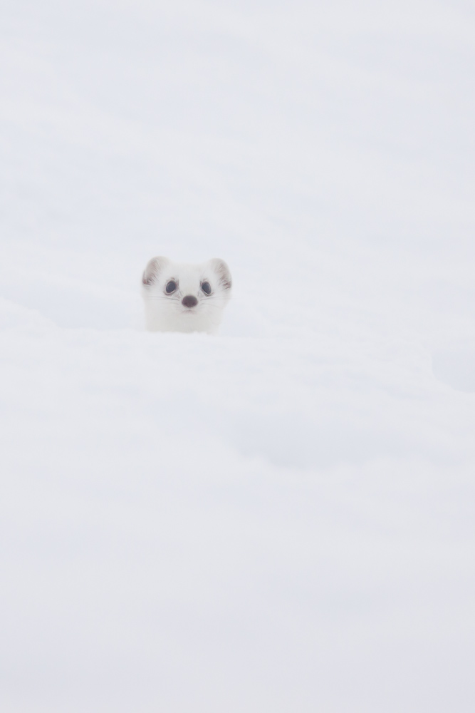 Hermine blanche dans la neige