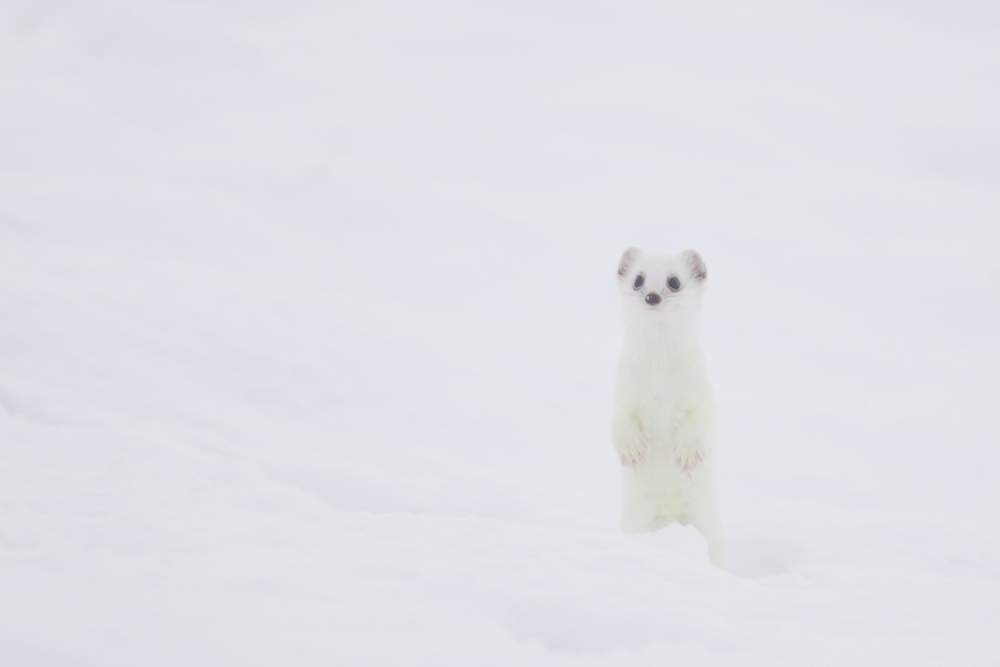 Hermine blanche en chandelle dans la neige