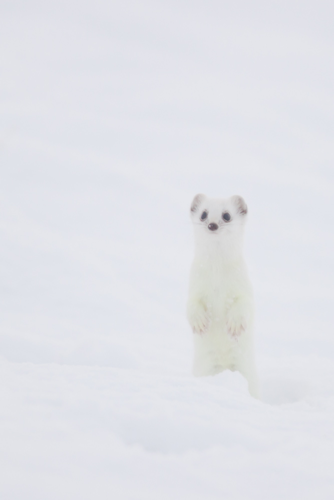 Hermine blanche en chandelle dans la neige