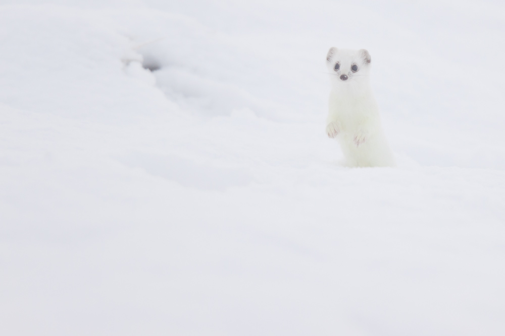 Hermine blanche en chandelle dans la neige