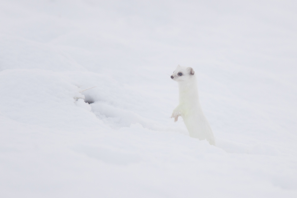 Hermine blanche en chandelle dans la neige