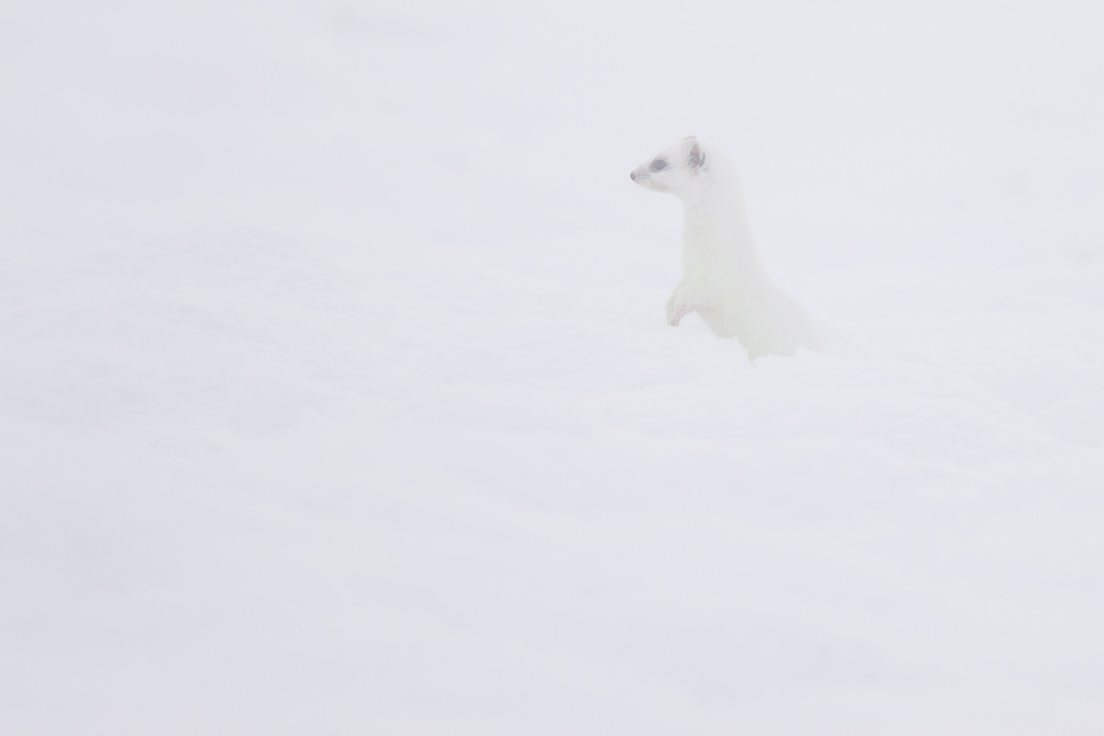 Hermine blanche en chandelle dans la neige