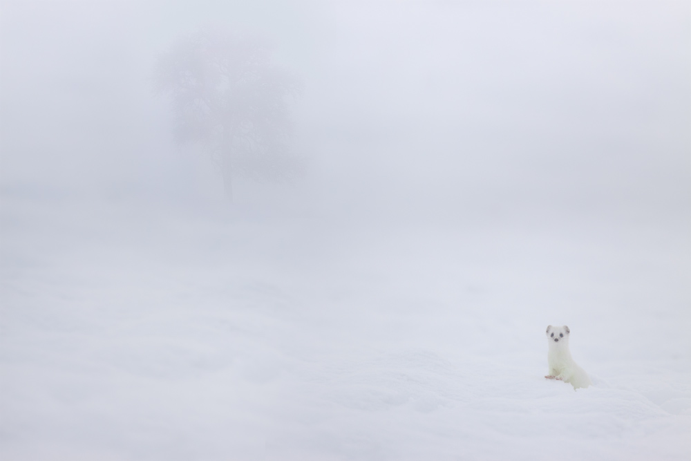 Hermine blanche en chandelle dans la neige