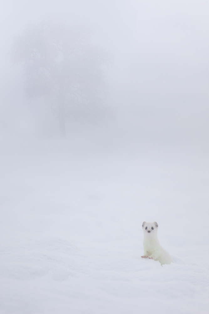 Hermine blanche en chandelle dans la neige