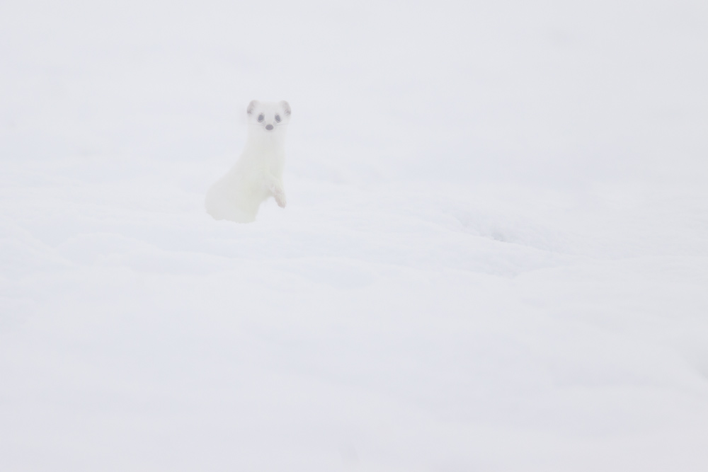 Hermine blanche en chandelle dans la neige