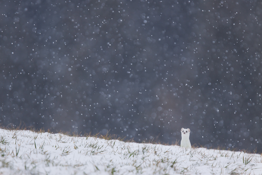 Hermine blanche dans la neige