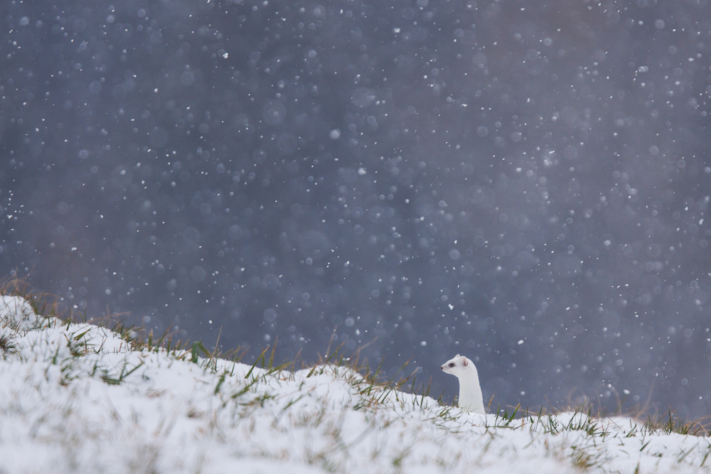 Hermine blanche dans la neige