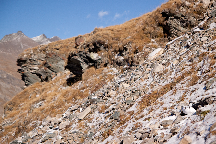 Lagopede alpin cache dans un pierrier