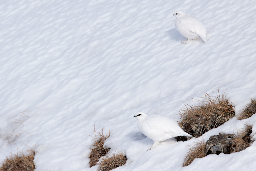 Couple de lagopede alpin