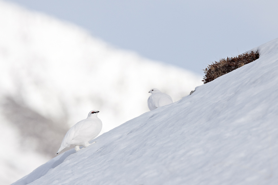 Couple de lagopede alpin