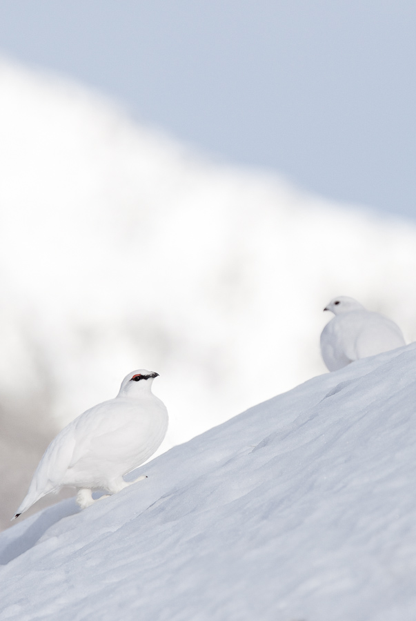 Couple de lagopede alpin