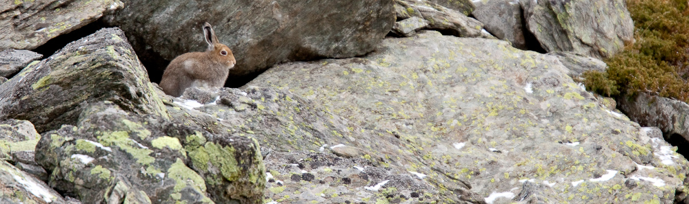 Lievre variable dans les rochers