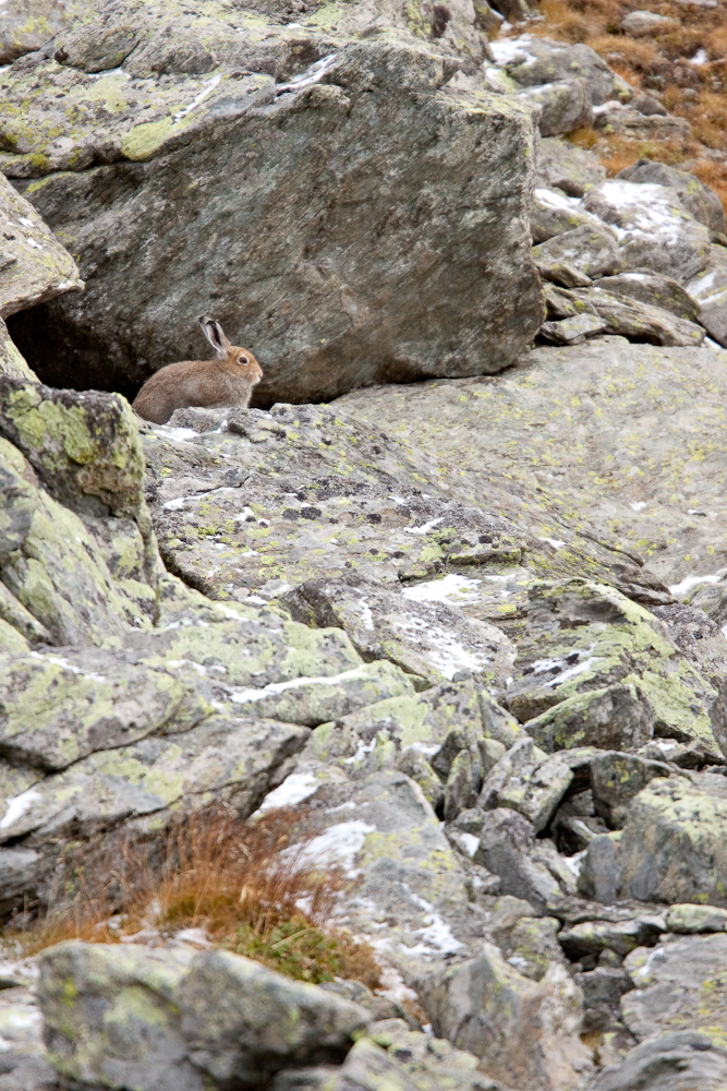 Lievre variable dans les rochers