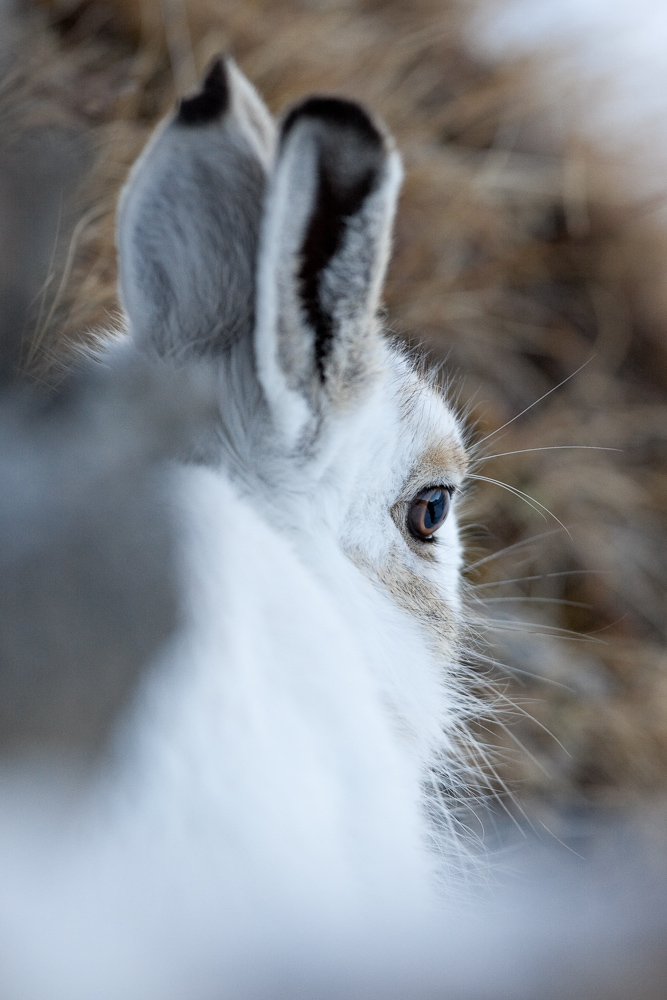 Portrait de lievre variable