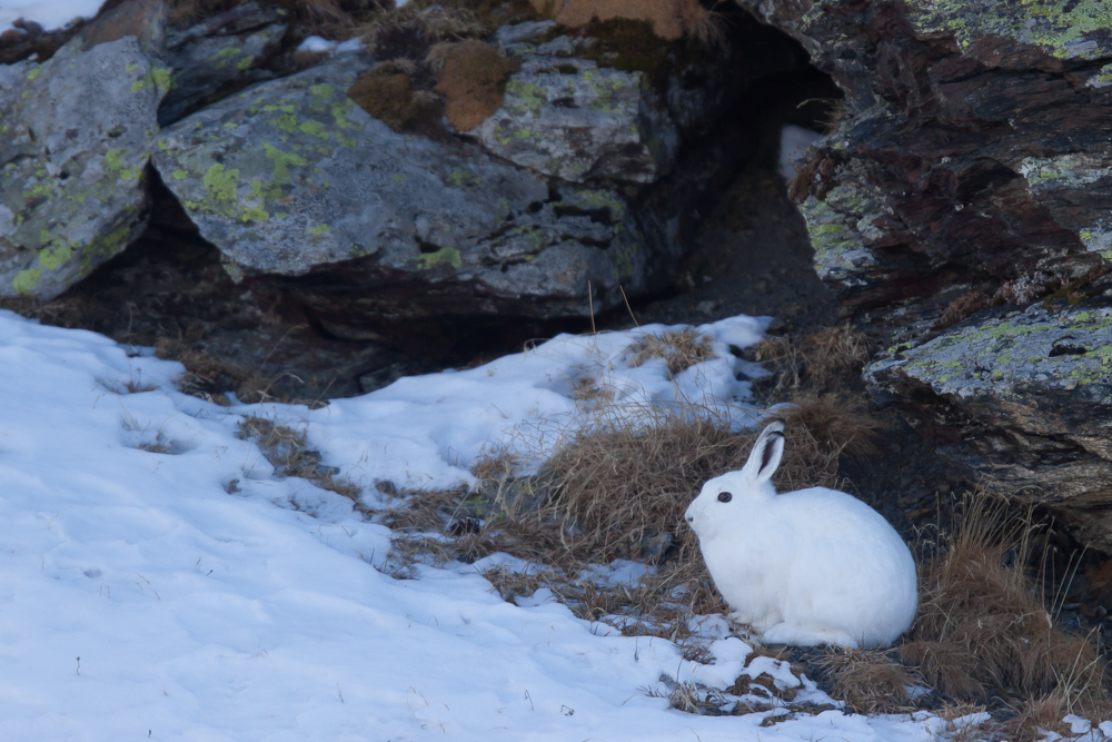 Lievre variable au pied d'un rocher