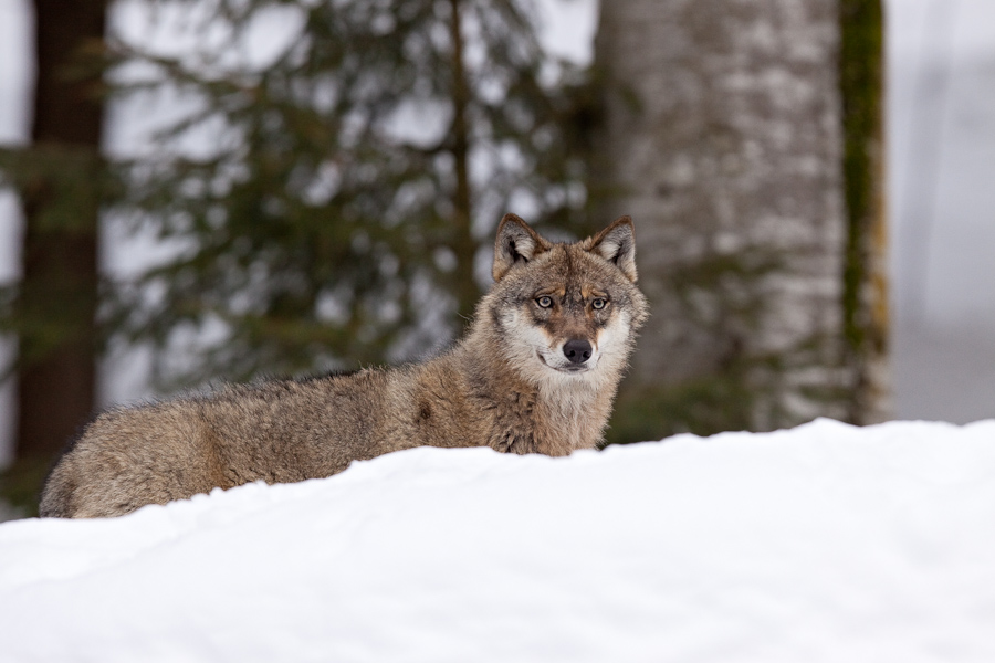 Jeune loup gris d'Europe