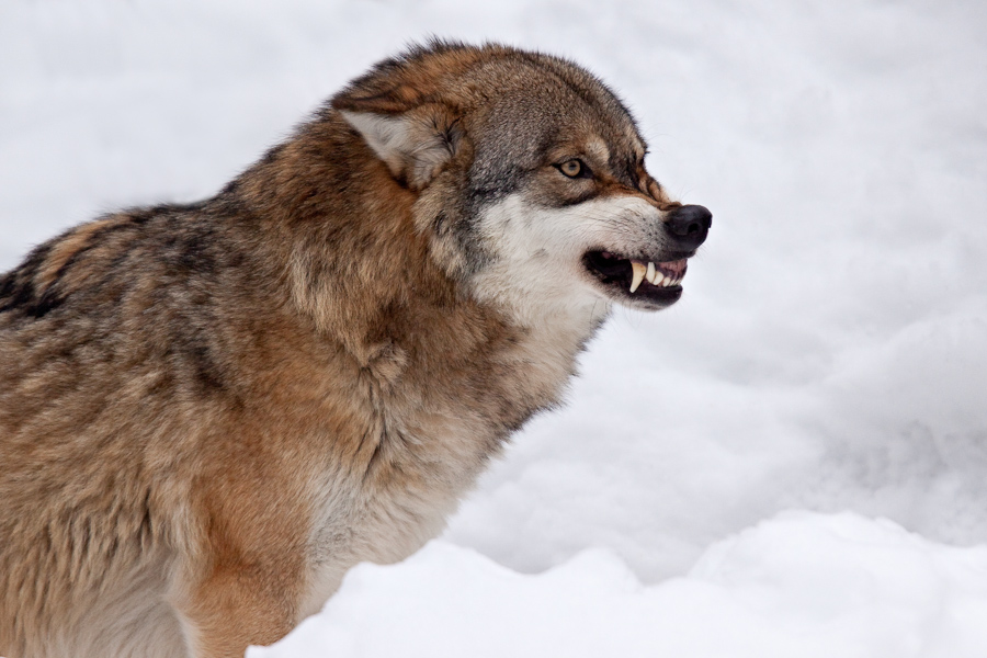 Portrait de loup gris d'Europe en posture soumission face a un dominant