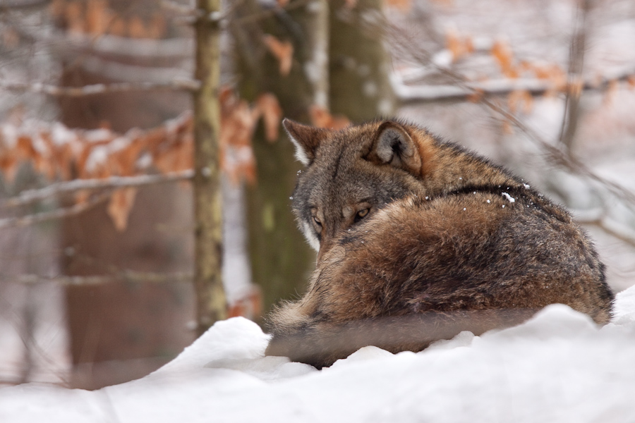 Loup gris d'Europe couche dans la neige