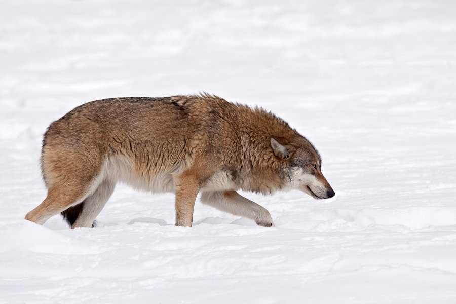 Loup gris d'Europe en posture de soumission