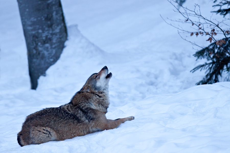 Loup gris d'Europe hurlant