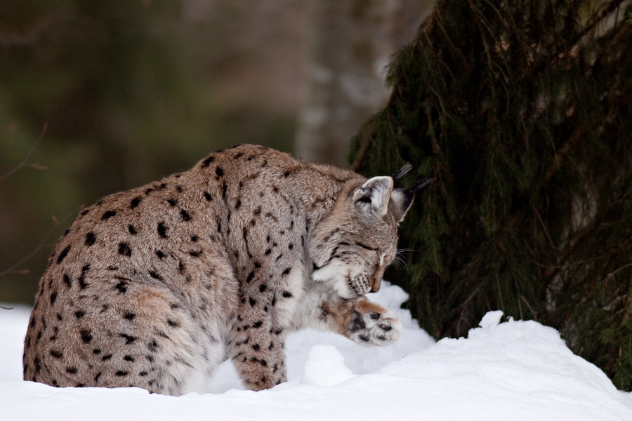 Lynx boreal d'Europe faisant sa toilette