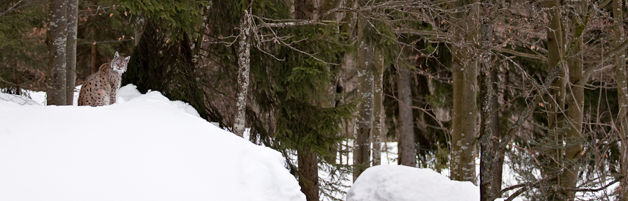 Lynx boreal d'Europe surveillant son territoire