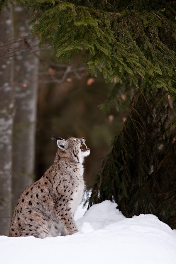 Lynx boreal d'Europe baillant