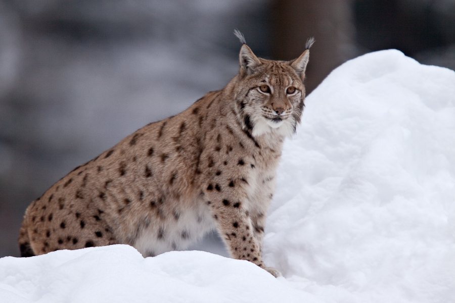 Lynx boreal d'Europe surveillant son territoire